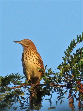 Bunched Arrowhead Heritage Preserve